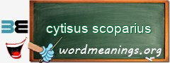 WordMeaning blackboard for cytisus scoparius